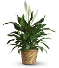 T105-2A Simply Elegant Spathiphyllum - Medium 